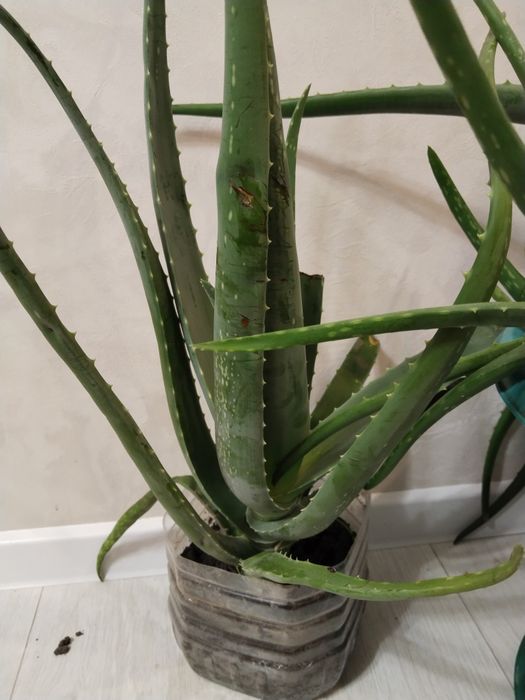 Продам лечебное алоэ вера