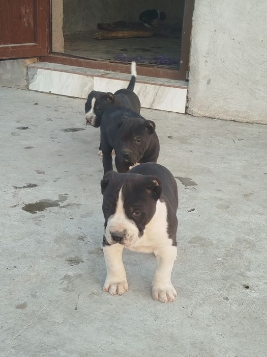 Gibrit alabaylar sotiladi