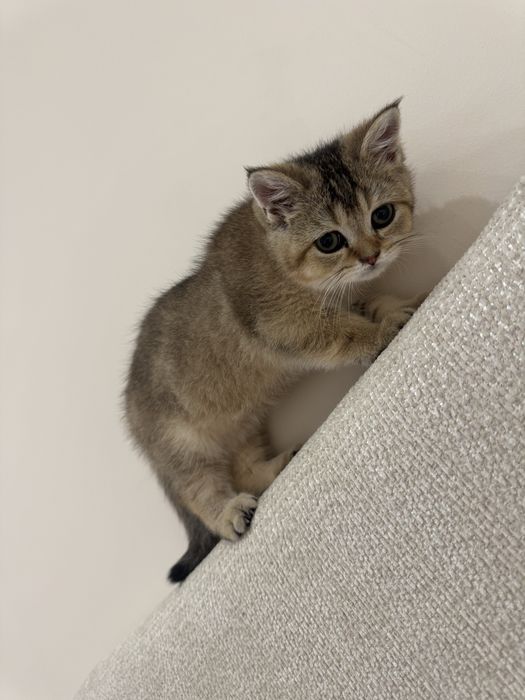 Кошка британский золотистый щинщила