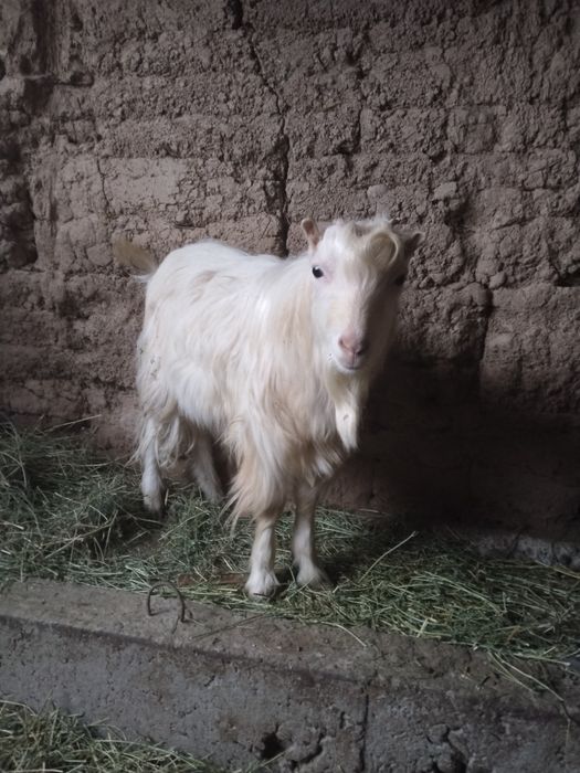 Текелер  (козлы)