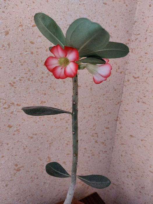 Адениум уриғидан ўстирилган