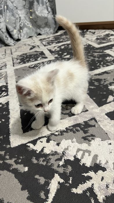 Продам Котёнка!!