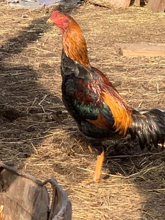 Золотой после боя