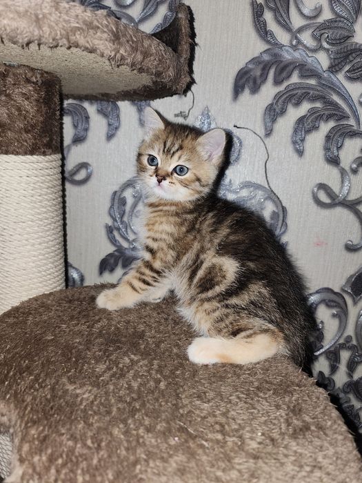 Scottish shinshila va  strayt, 1 yarim oylik sotiladi