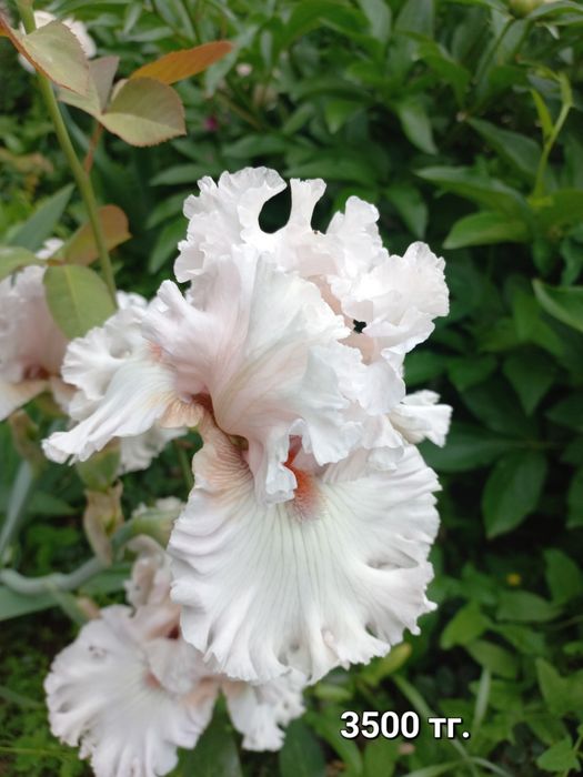 Продам сортовые ирисы