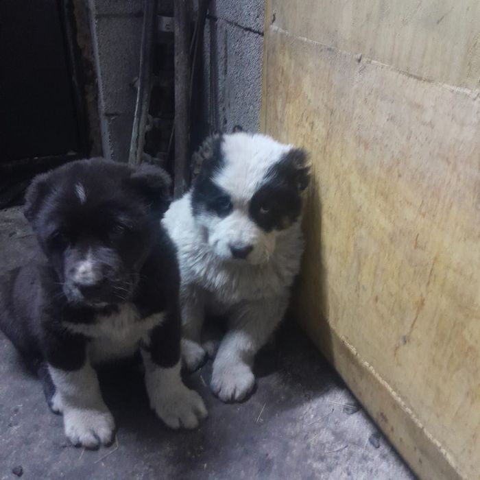 Продам щенков Алабай