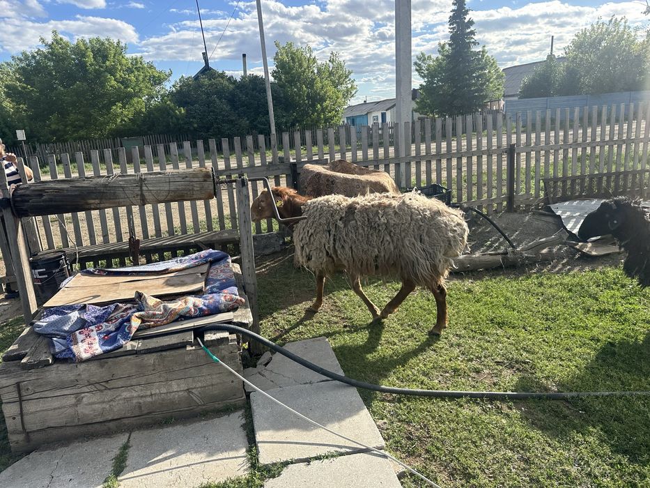 Продам кошкара …..