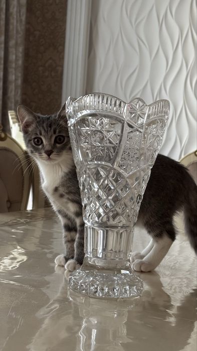 Котенок мальчик шотландская