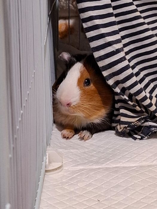 Морские свинки (Двое, один мальчик и одна девочка)