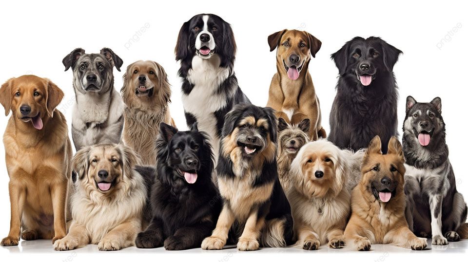 -dresaj canin ieftin