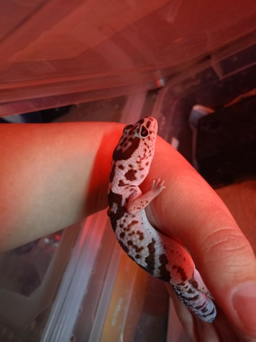 Гемитеконис самка