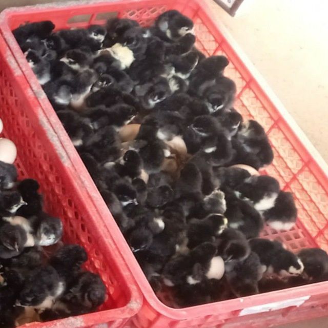 Qora tovuq jo'jalari