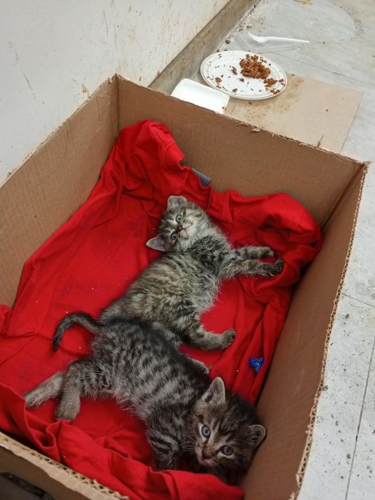 Отдам красивых котят