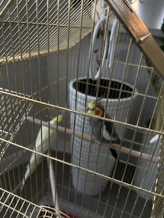 Продаются кореллы