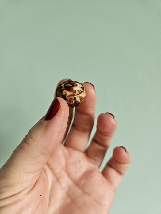 Луковицы алоказии нинзя и сильвер дракон