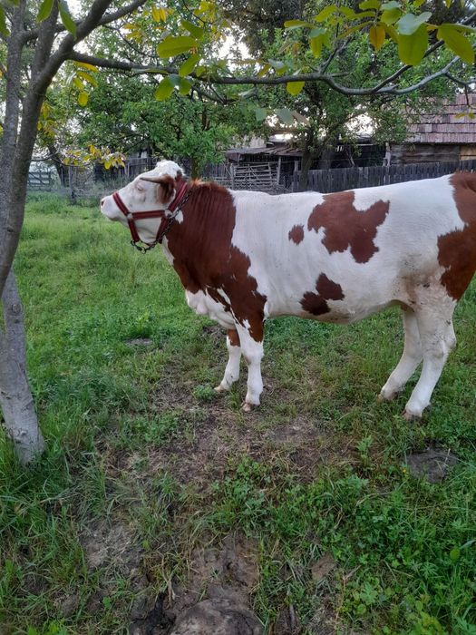Vând Juninca  Balțata Românească