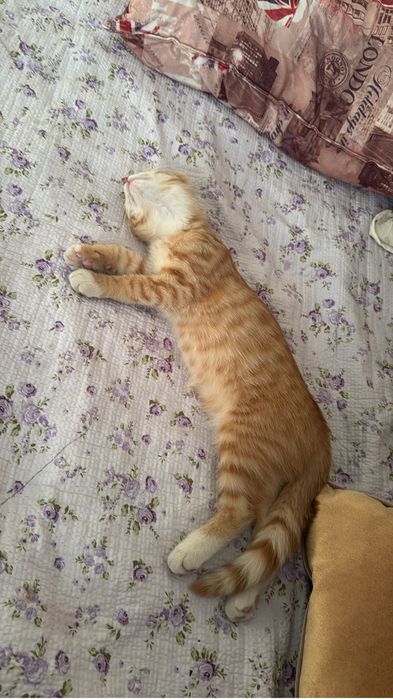 Отдам в добрые руки котёнка-девочку