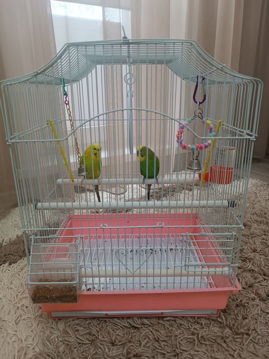 Пара попугаев мальчик и девочка