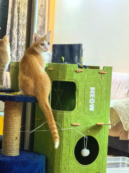 Котенок подросток в семью