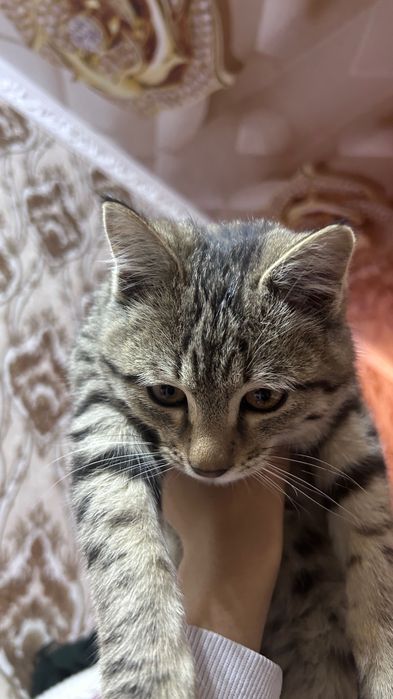 Кот ищет добрые руки