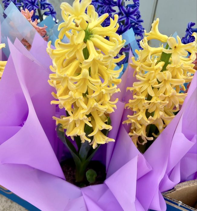 Зюмбюли и теменужки за 8-ми март