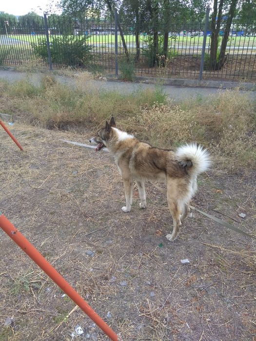 Вязка кобель ЗСЛ