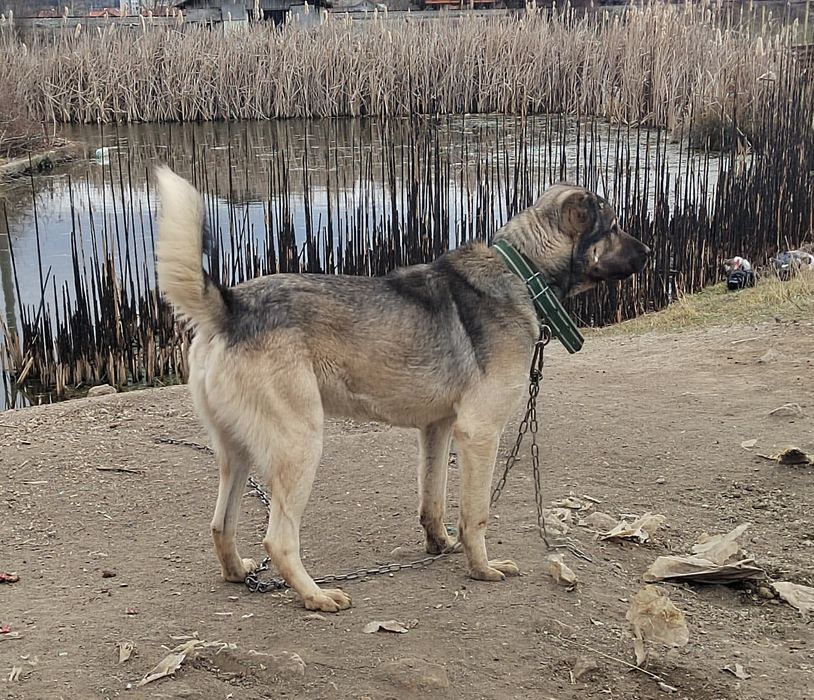Кангал, Турски Кангал