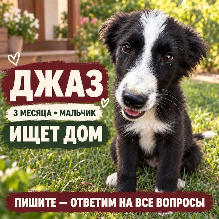 Щенок молодой активный мальчик 4 месяца