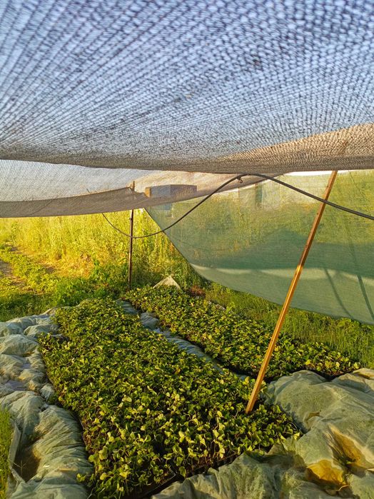 Рассада малины :полька,атлант хелетеич