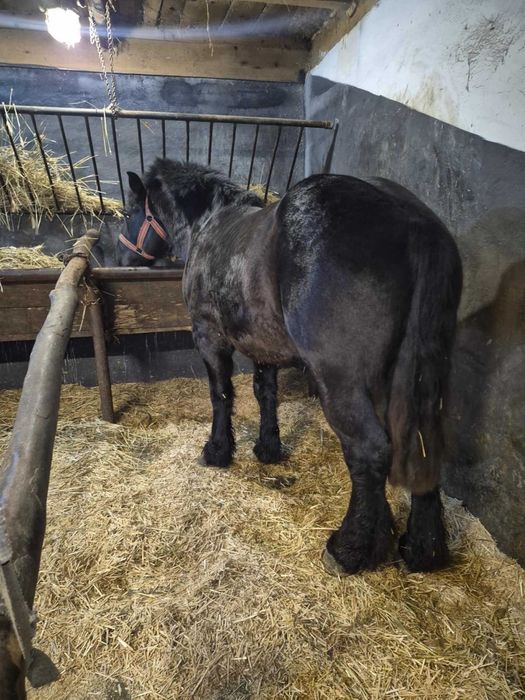 Vând 2 mânji de 2 ani la primavară