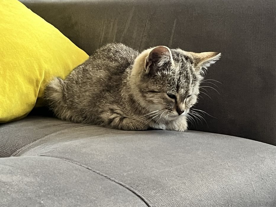 Отдам котёнка в добрые руки!