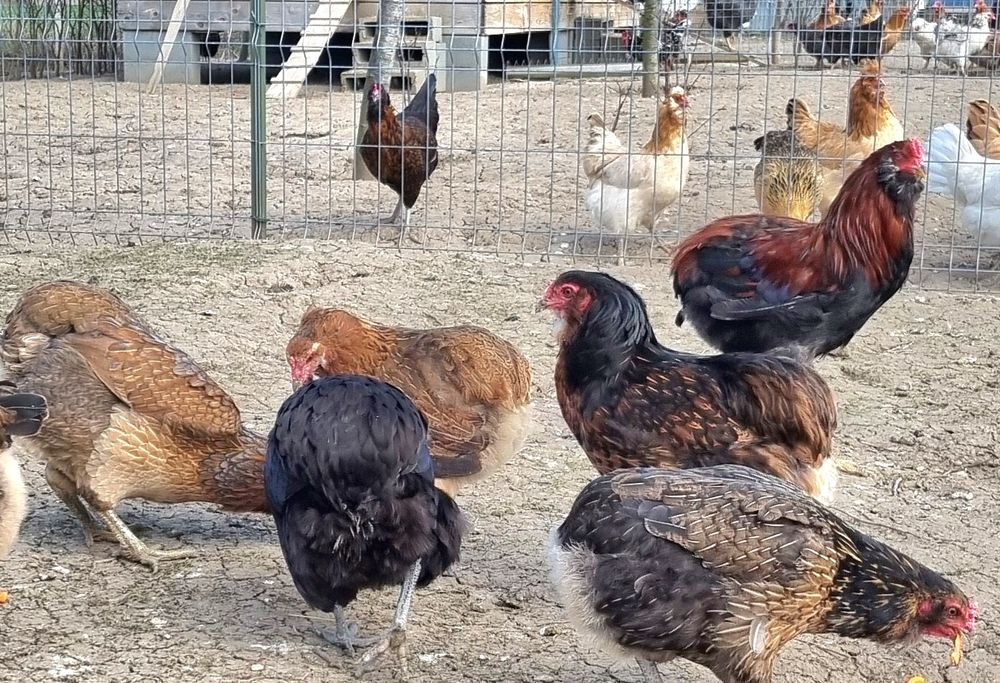 Oua pentru incubat  wyadotte,new hampshire,pita pinta,araucana, amerau