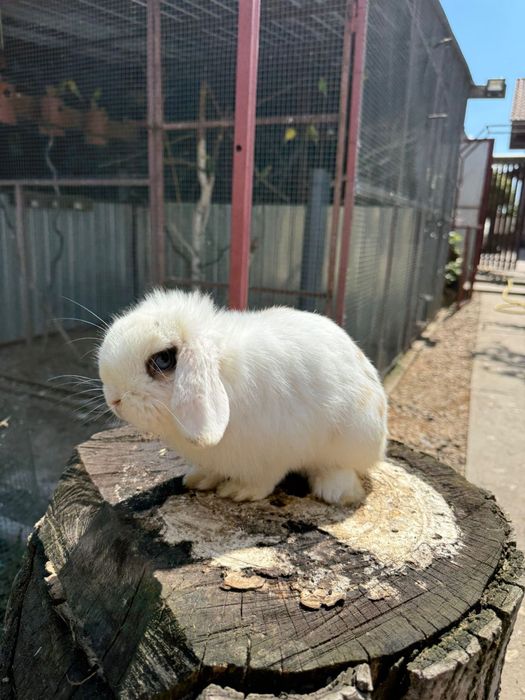 Iepuri berbec pitic Mini Lop – masculi, 1 an