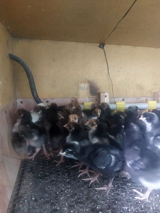 продам цыплят 9 дневных