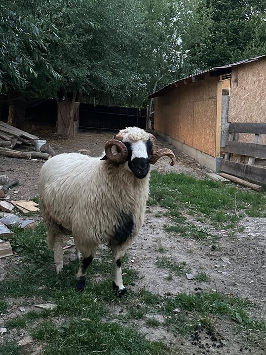 Berbec de anul trecut