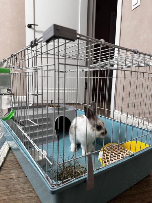 Кролик декоративный