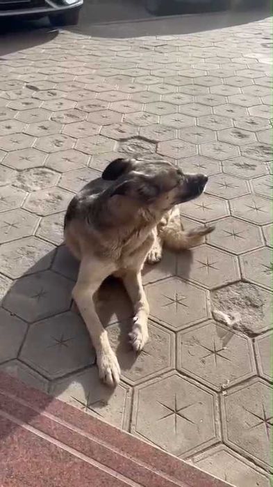 Чья потеряшка? Хозяин, забери!