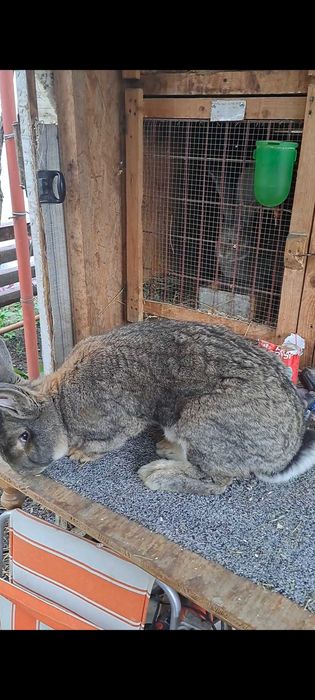 Tineret uriaș german