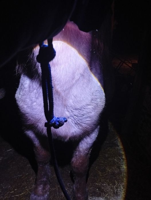 Vând o mânză de 10 luni dacă vă interesează