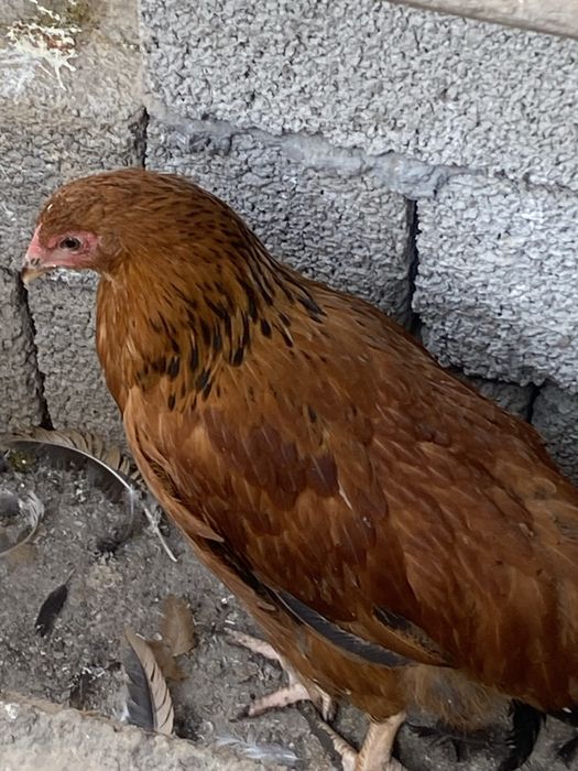 Xan Xyap zotli tovuq xo’rozlar