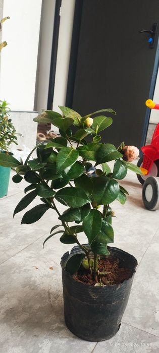 Камелия японский