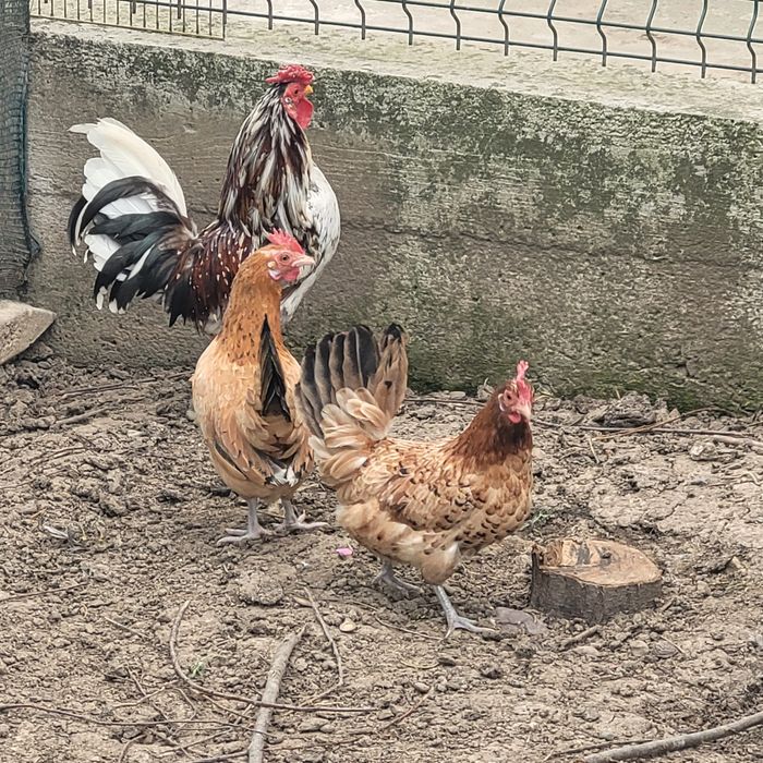 Pereche gaini pitice 1 cocos și 2 gaini