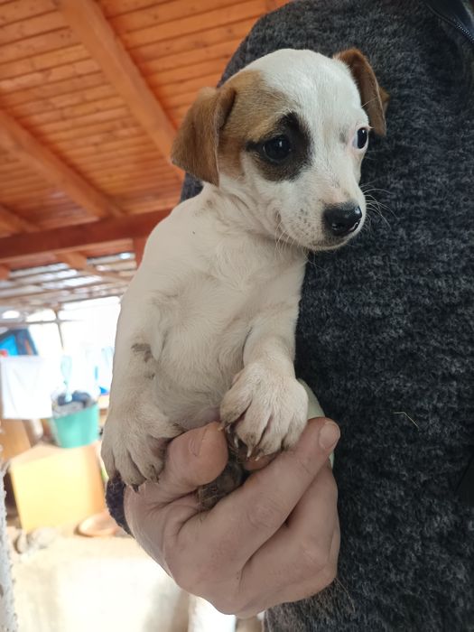 Donez căței talie mică