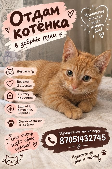 Котята в добрые руки
