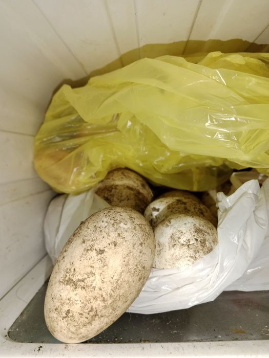 Продам яйцо гусиное