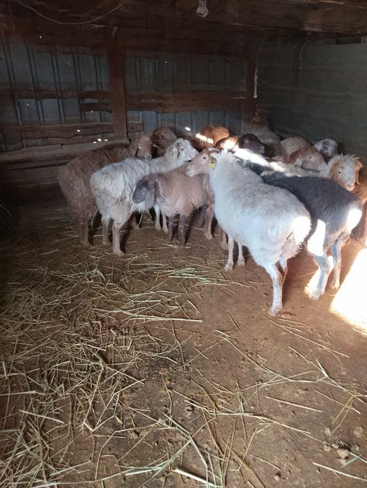 Продам   баранов