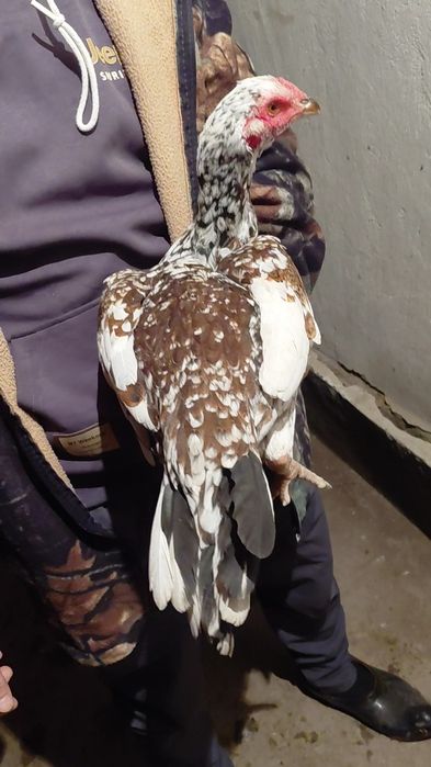 Дакан курица на продаже