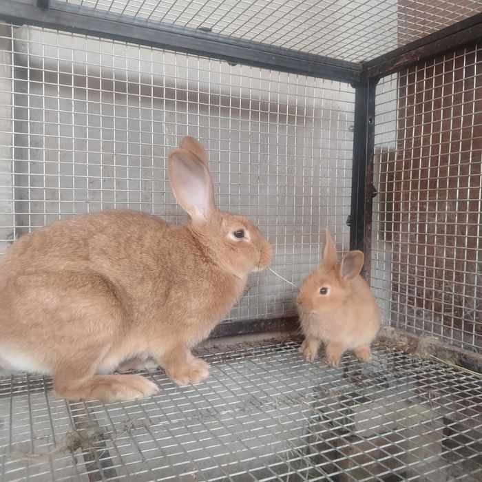 Burgund quyon tozza qon