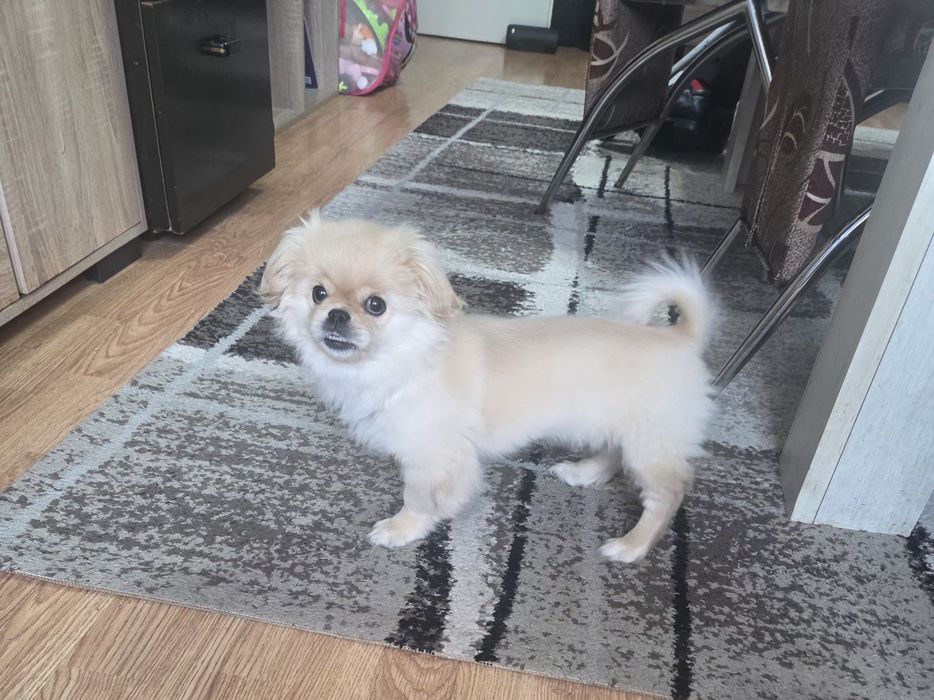 Пркинез 3 месеца