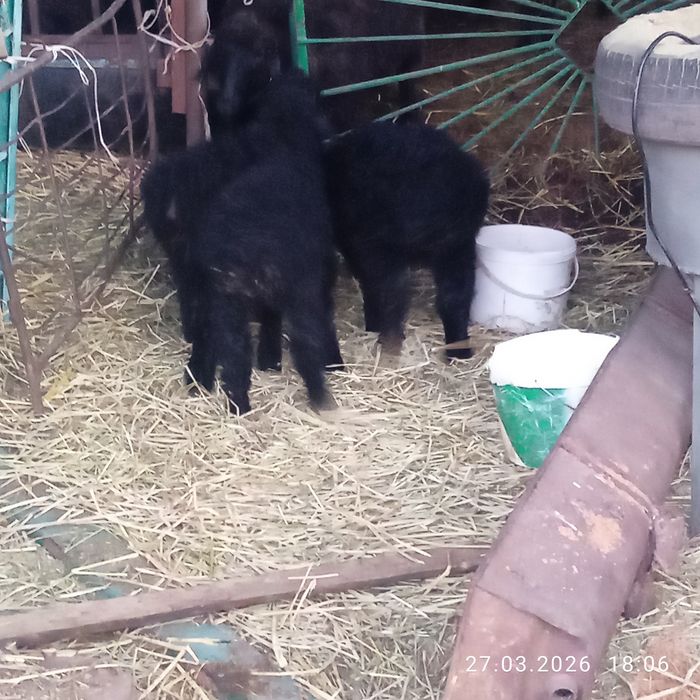 Козылар. Ягнята.